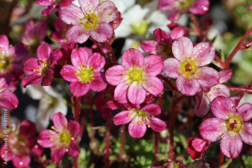 Fototapeta premium Saxifraga 'Pixie'. Close up full frame of rose pink saxifrage flowers in spring. 