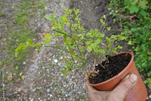 Hand holding small wild blueberry seedling plant
