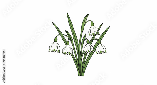 A simple illustration of white bell-shaped flowers with green tips, growing on slender green stalks and leaves