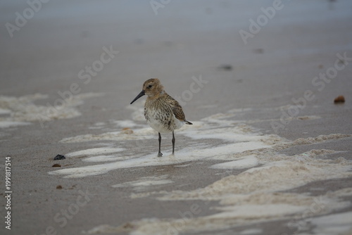 the dunlin (Calidris alpina) showing winter plumage