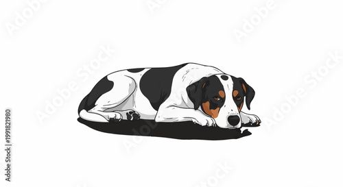 A tri-colored dog rests its head on its paws against a stark white background