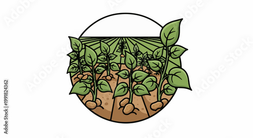 A stylized depiction of potato plants growing in a field
