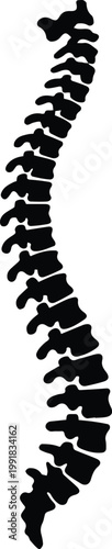 spine skeletal column side profile educational medical graphic