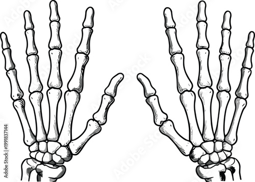 Human hand skeleton bones anatomy illustration medical diagram detailed front view