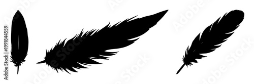 Feather set with black silhouette and white background featuring feather, silhouette, black design with birds and feathers