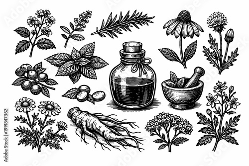 Vintage Hand Drawn Botanical Illustration Set of Medicinal Herbs, Apothecary Glass Bottle, Mortar and Pestle, Ginseng Root, Chamomile, Mint, Rosemary, and Echinacea in Retro Engraved Woodcut Style