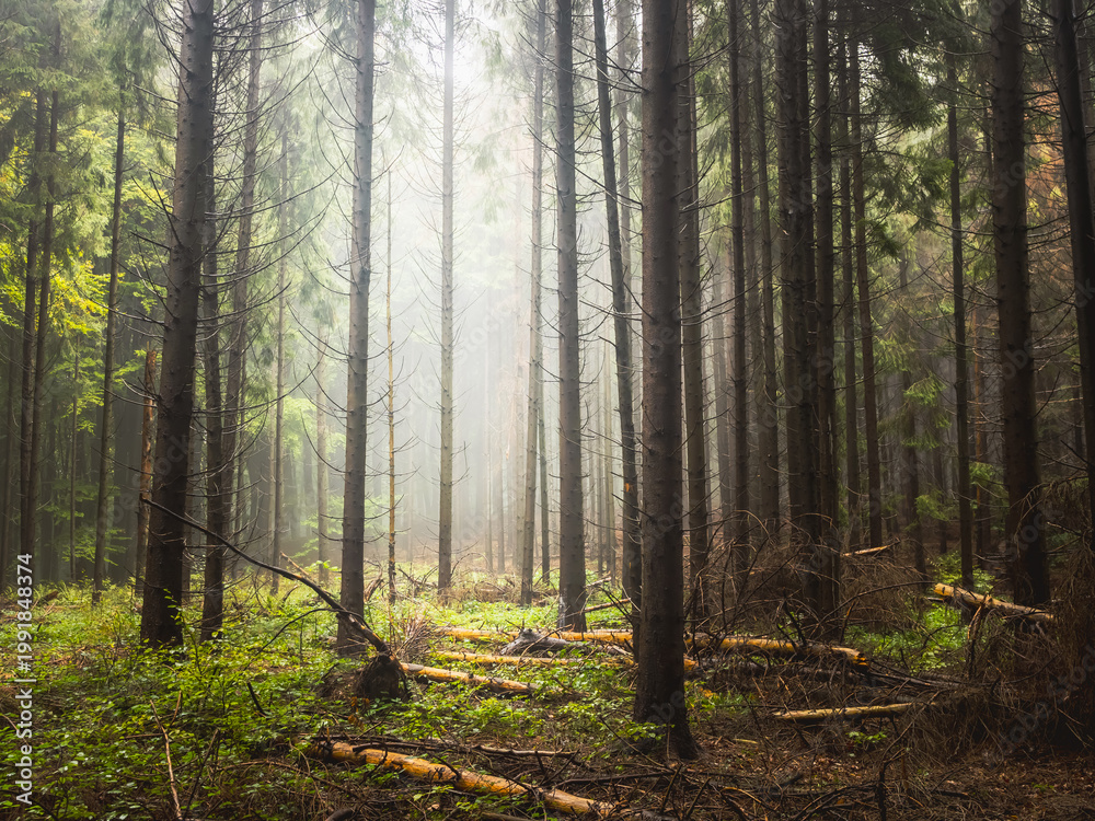 Fototapeta premium Foggy forest with fallen trees wilderness ecosystem climate impact