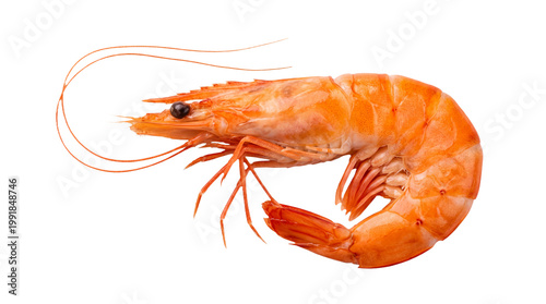 A large orange shrimp on transparent background