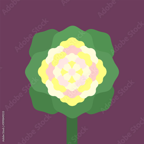 Vector illustration with isolated icon of Brassica on purple background. Beautiful flower with yellow button, green stem and leaves. Ornamental cabbage is designed in flat style with simplified shapes