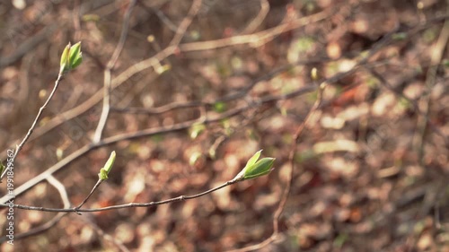A detailed close-up shows fresh green buds beginning to sprout on thin branches during early spring. The soft, blurred forest floor with last year's brown leaves creates a natural contrast.