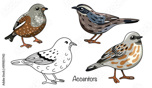 Accentors