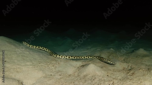 Spotted snake eel slithering across the sandy seabed during a night dive in Mauritius waters. Unique nocturnal marine behavior showcases eel movement and tropical ocean wildlife after dark.