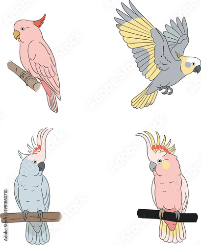 Tropical Cockatoo and Parrot Vector Character Set Featuring Pink Galah and Grey Cockatiel Species for Exotic Wildlife Education, Nature Illustrations, and Pet Shop Branding