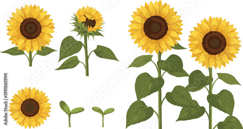 Sunflower Growth Cycle Vector Set Featuring Yellow Blooming Flowers, Green Leaves, Buds, and Young Seedlings for Summer Nature and Gardening Design Projects