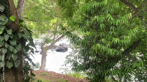Water flows gently through a lush landscape, weaving between towering trees. Their tall canopies sway softly, reflecting in the stream below, creating a calm and refreshing scene of untouched nature.