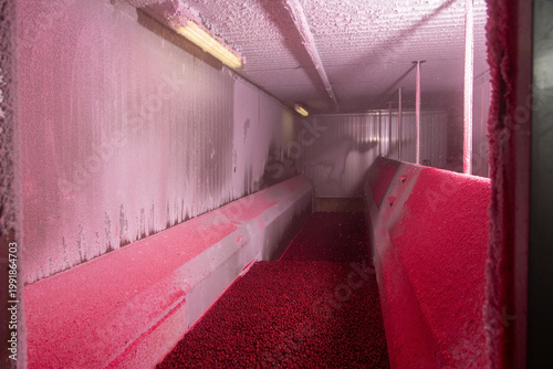Frozen red cherries on a conveyor belt inside a cold storage blast freezer. Industrial process of quick freezing for fruit preservation.