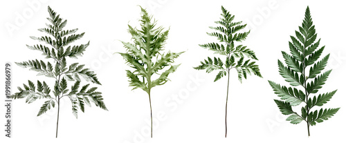 Valokuva Four distinct fern leaf varieties element set