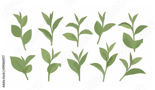 Watercolor style green tea leaves branch vector set botanical illustration isolated on white