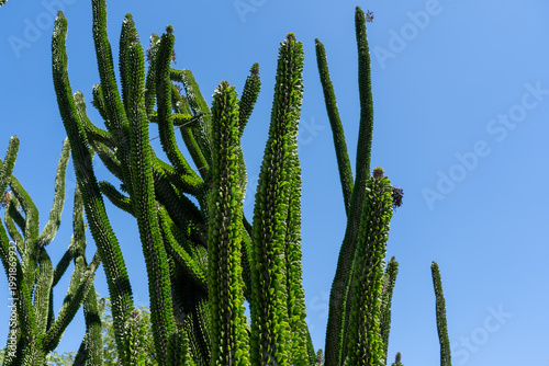 The plant in the image is Madagascar Ocotillo (Alluaudia procera), a spiny succulent tree native to the arid environments of Madagascar. California, United States