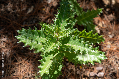 The plant in the image is Acanthus sennii, a rare perennial shrub native to the highlands of Ethiopia. California, United States