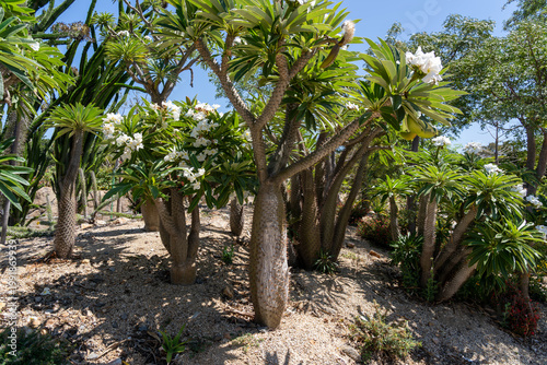 The plant in the image is Madagascar Palm (Pachypodium lamerei) with white flowers, a stem succulent (not a true palm) native to Madagascar. California, United States