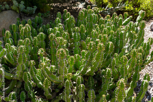 The plant in the image is Cow's Horn Cactus (Euphorbia grandicornis), a succulent plant of the Euphorbiaceae family
