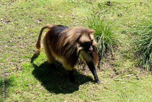 Εκτύπωση καμβά A Gelada baboon (Theropithecus gelada) at a zoo, USA