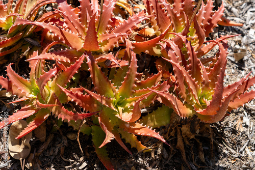 The plant in the image is Sunset Aloe (Aloe dorotheae), a low-growing succulent known for its dramatic color changes. 