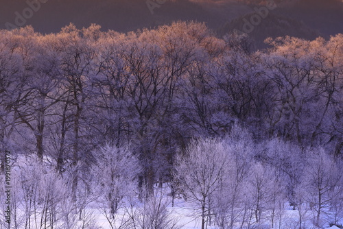 朝陽に染まる樹氷と川霧