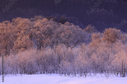 朝陽に染まる樹氷と川霧