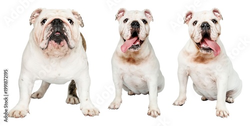 Foto Three adorable bulldogs posing element set isolated on white