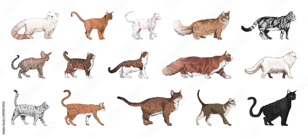 Obraz premium Illustrated diverse cat breeds element set