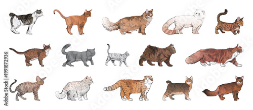 Bild auf Leinwand Illustrated diverse cat breeds element set