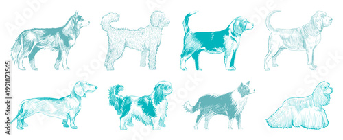 Fotografie Illustrated diverse dog breeds element set