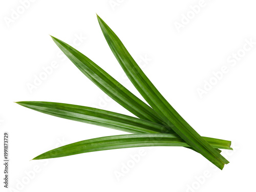 Fresh Pandan Leaves Isolated on Transparent Background – Green Aromatic Herb