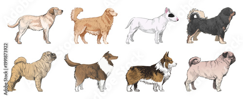 Schilderij op canvas Illustrated diverse dog breeds lineup element set