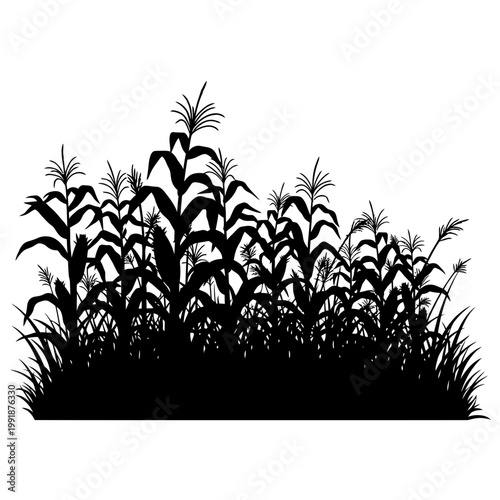 Cornfield Silhouette