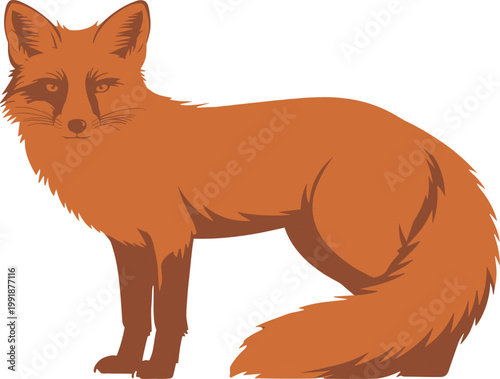 Brown fox standing in a natural pose with bushy tail vector illustration EPS PNG file