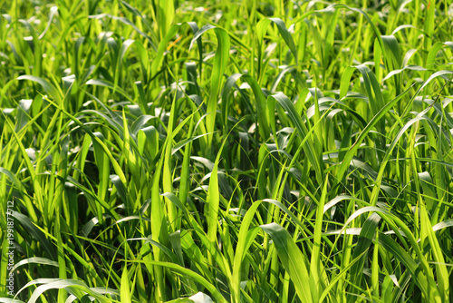 Plants Growing in a Sunlit Field. Lush Green Grass Texture in Bright Morning Sunlight. Close-up of Fresh Napier Grass Blades in an Organic Farm. Vivid Green Agricultural Crop Field During Golden Hour.