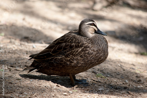 Фотография this is a side view of a pacific black duck resting