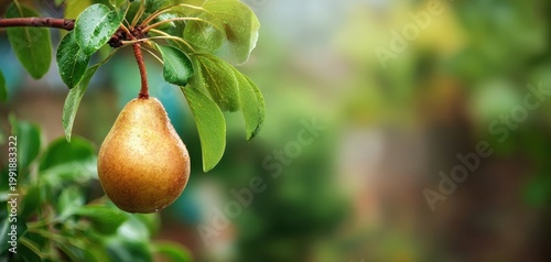The Pear Hanging on a Dewy Green Branch with Soft Bokeh Background