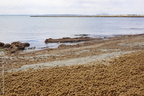 Neptune balls, Posidonia oceanica allgae, on the beach in Santa Pola, Spain