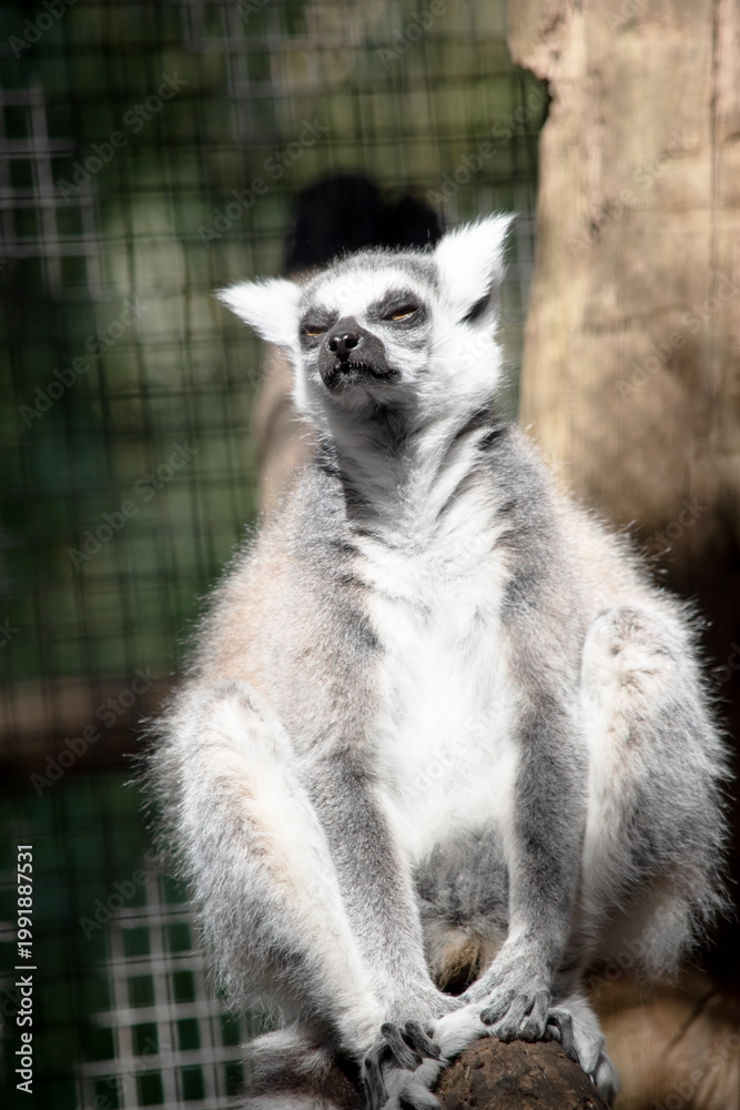 Fototapeta premium the ring tailed lemur is perched on a branch resting