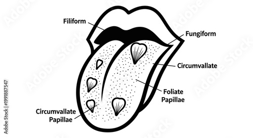 Medical illustration of tongue papillae structures and taste buds details