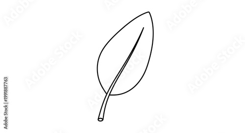 A single leaf illustration drawing.