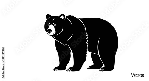 Black bear standing on white background.