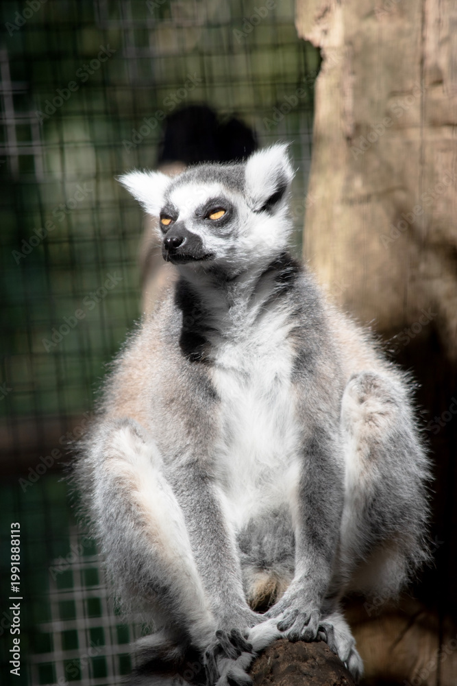 Fototapeta premium the ring tailed lemur is sitting resting