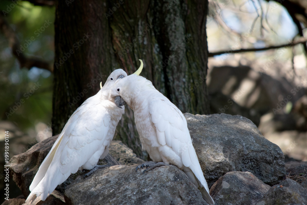 Fototapeta premium the sulphur crested cockatoos are preening each other