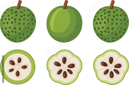 Green sugar apple fruit collection, whole and sliced custard apple illustrations, tropical organic food concept, fresh exotic healthy nutrition design