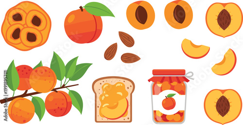 Apricot Fruit Collection with Whole and Cut Pieces Featuring Seeds Leaves Jam Jar and Toast Spread for Fresh Organic Food Illustration Design.